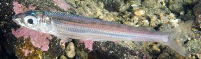 Argentina silus_05.jpg